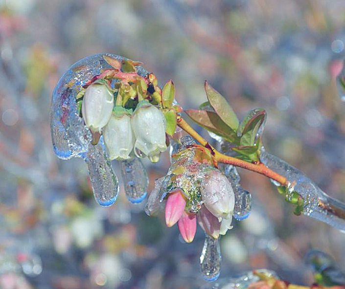 Ice Blooms