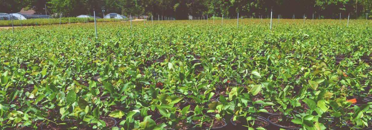 degrandchamp-nursery Picture of hundreds of pots of green leafed blueberry bushes about 8 inches in height