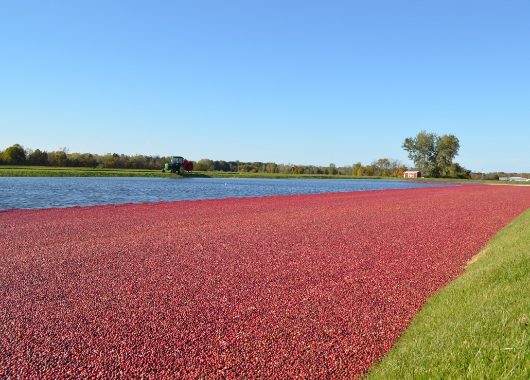 FRESH CRANBERRIES 4LBS DeGrandchamp Farms   Website Cran 1030x739 