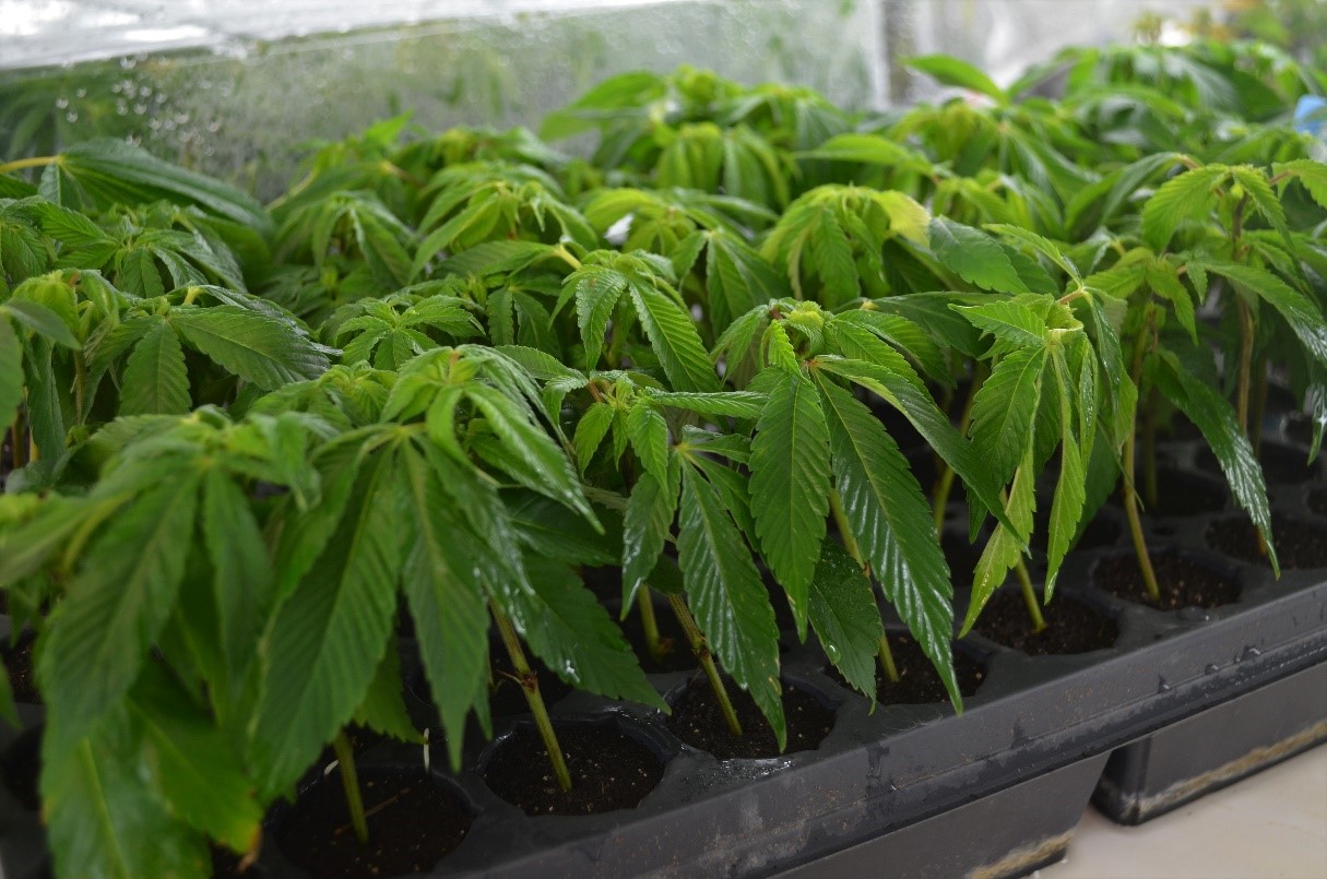 hemp plants picture of small hemp saplings in a greenhouse - close up
