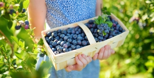 Photo of a little girl holding a basket of blueberries