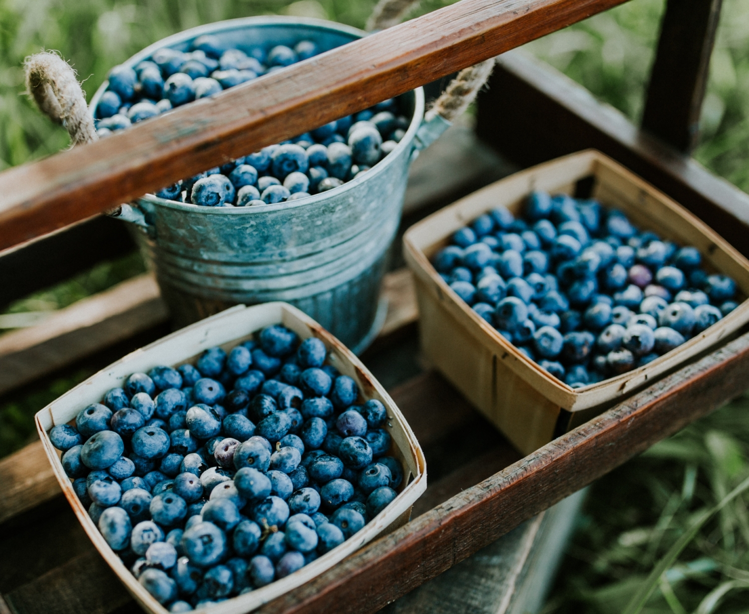 10 LBS FROZEN BLUEBERRIES DeGrandchamp Farms