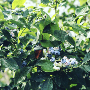 Blueberries on a bush