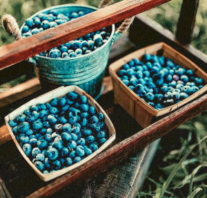 Blueberries in baskets and buckets