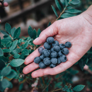 Person holding a handful of blueberries