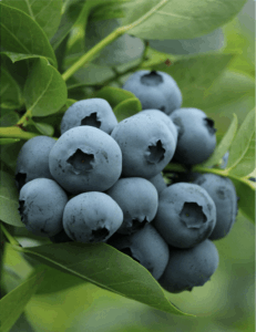 Close up of blueberry plant.