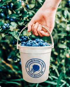 Hand holding a small bucket of blueberries.