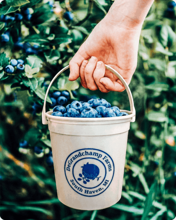 hand-holding-bucket-of-blueberries Hand holding a small bucket of blueberries.