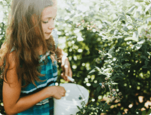 Young girl picking blueberries.